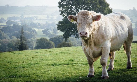 Single beef cow stood in grassy field facing camera